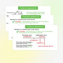 Презентация по биологии 