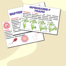 Презентация «Размножение и развитие животных». Биология 8 класс.