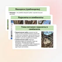 Презентация по биологии «Общая характеристика грибов» 7 класс