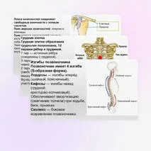 Презентация Скелет человека, строение его отделов и функции