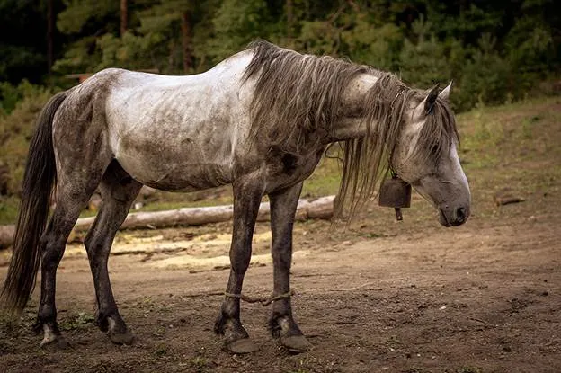 http://img-7.photosight.ru/40b/5255552_large.jpg