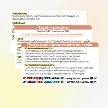 Презентация «Реакции матричного синтеза. Биосинтез белка»
