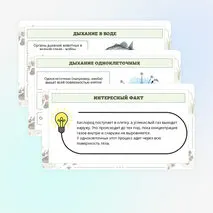 Презентация по биологии «Дыхание животных»