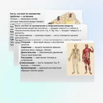 Презентация Опорно-двигательная система. Состав, строение и рост костей