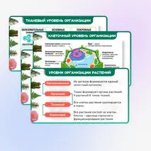 Презентация 