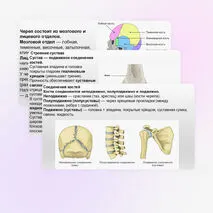 Презентация Скелет человека, строение его отделов и функции