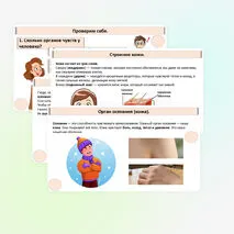 Презентация «Как устроены и работают органы чувств».