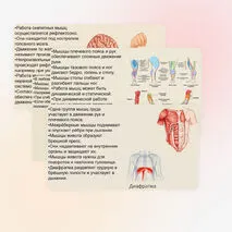 Презентация 