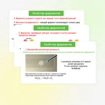 Презентация по биологии 