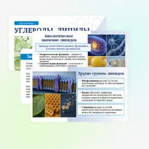 Презентация по биологии «Углеводы. Липиды» для 10 класса